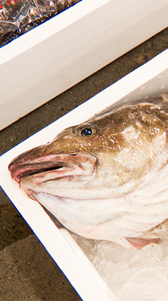 魚