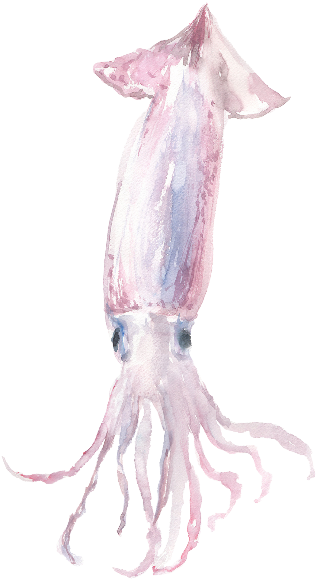 イカ
